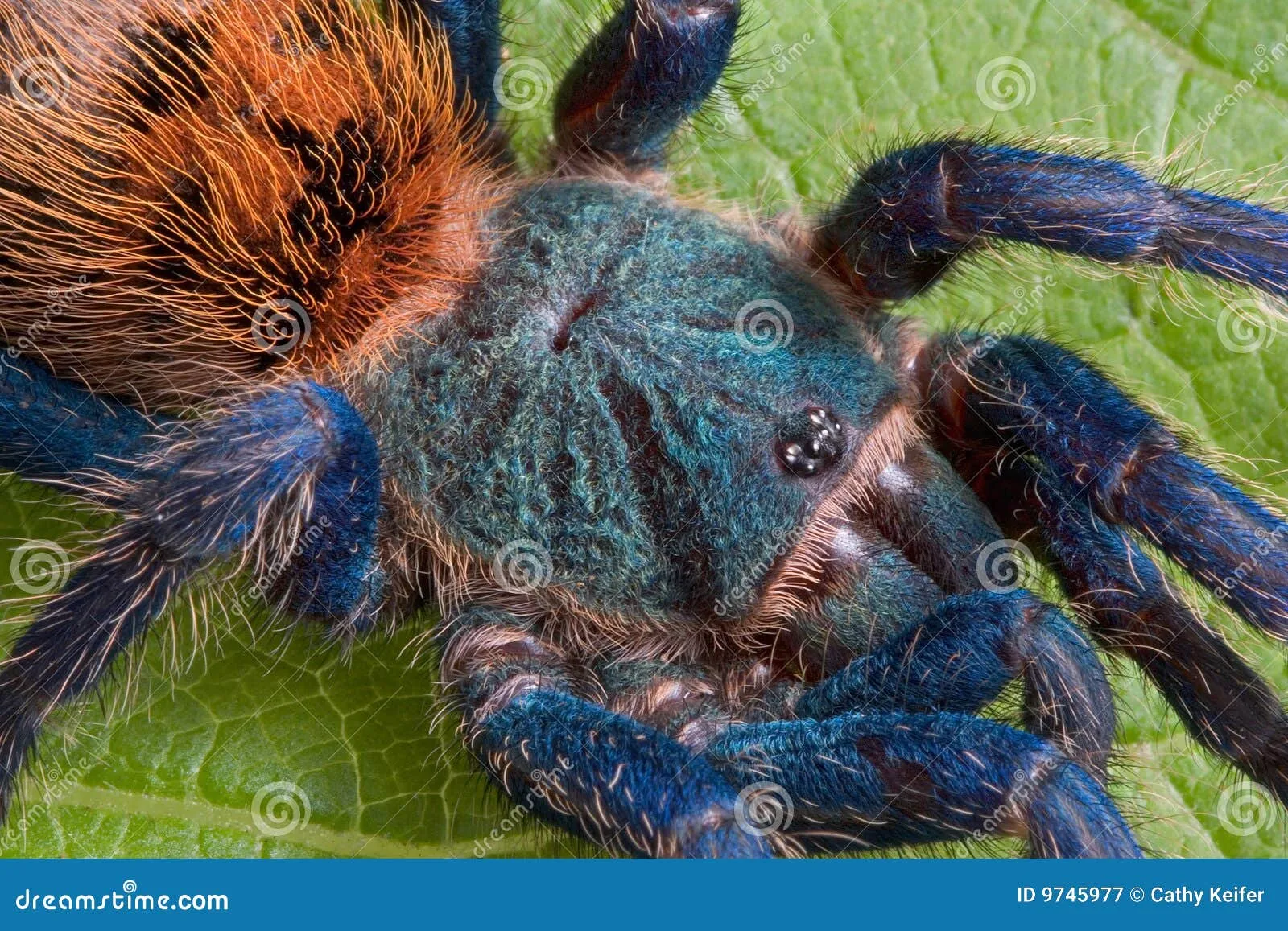 22571 tarantula venom