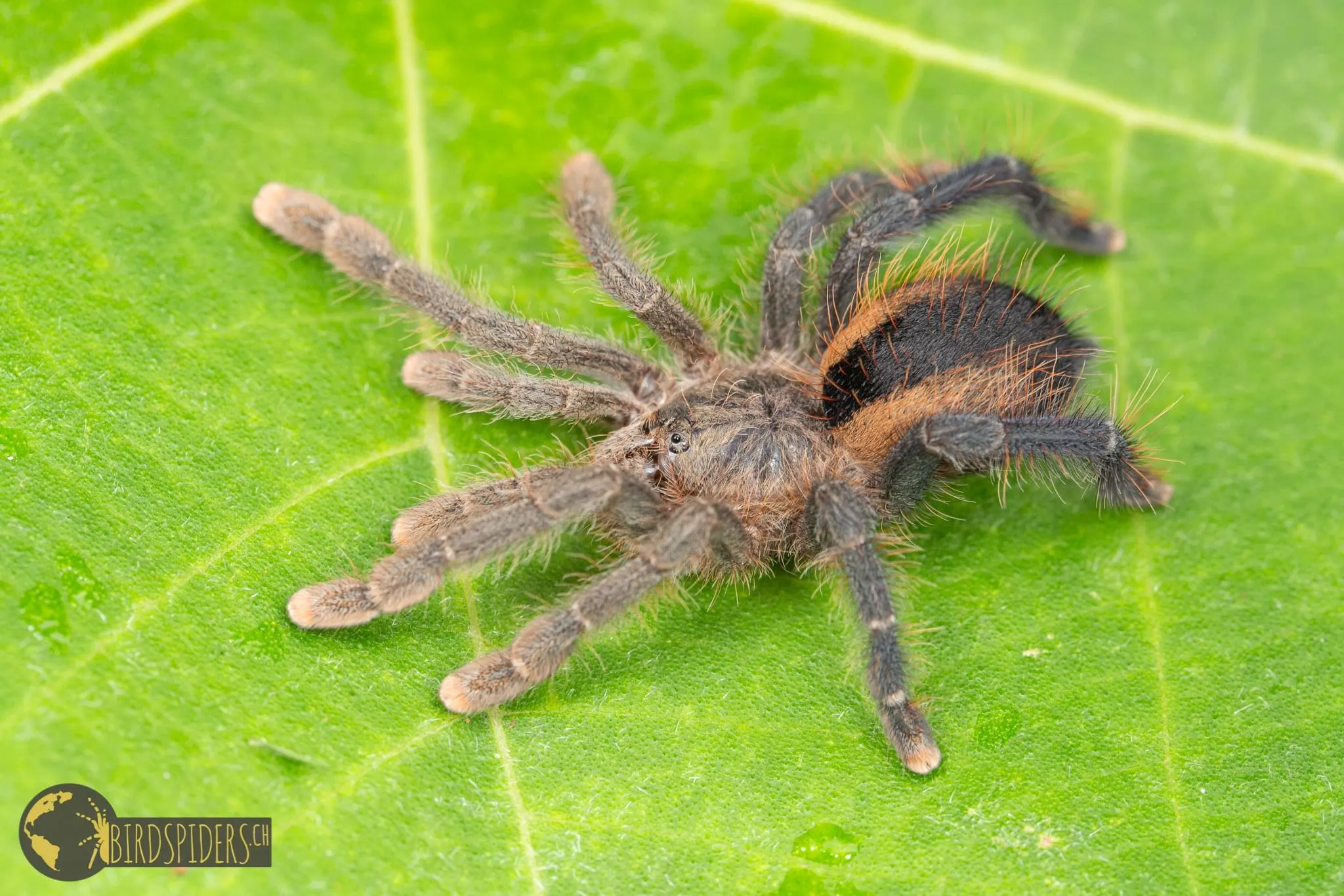 22572 pink toe tarantula feeding