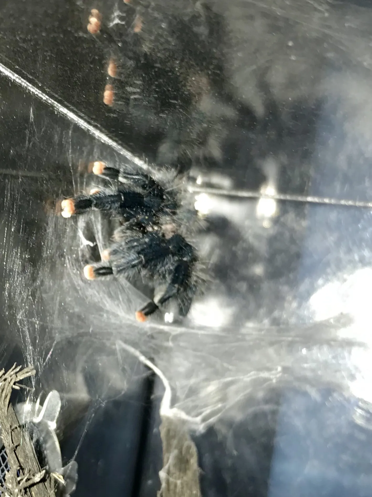 22572 pink toe tarantula habitat