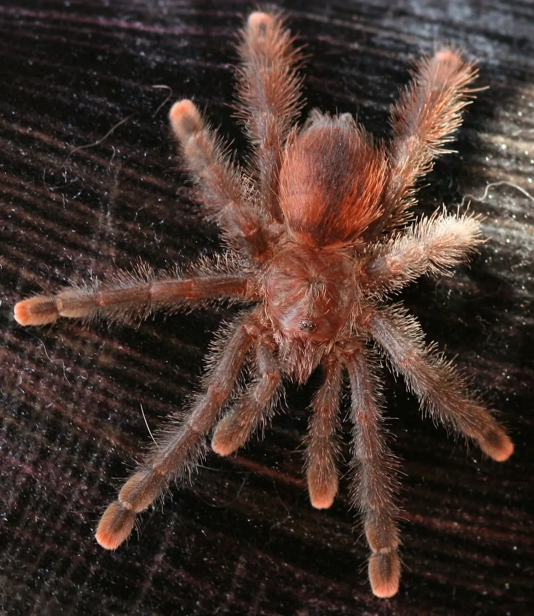 22572 pink toe tarantula molting