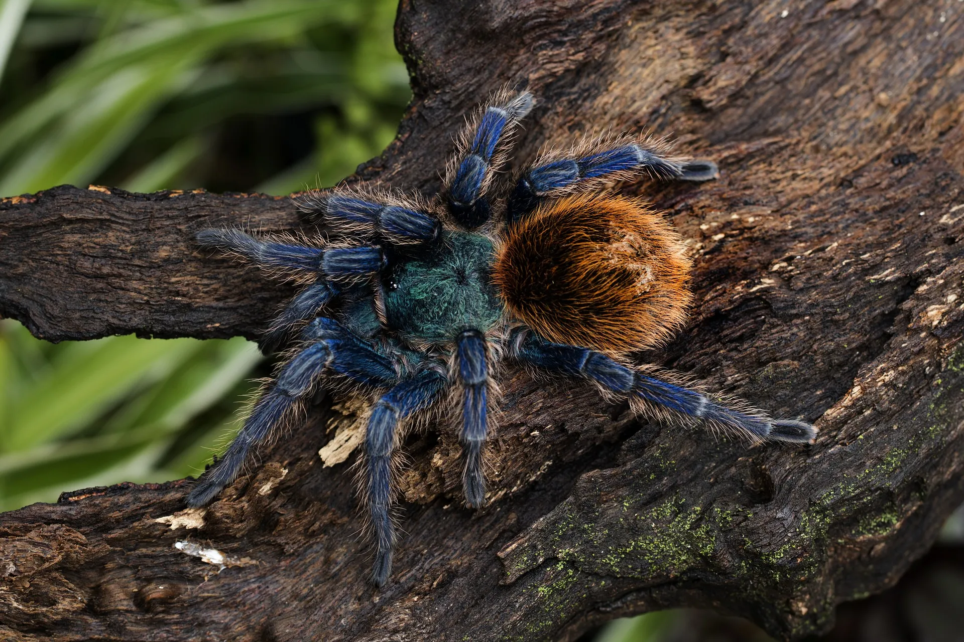 /img/22573-blue-tarantula-conservation.webp