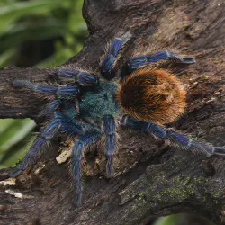 /img/22573-blue-tarantula-conservation.webp
