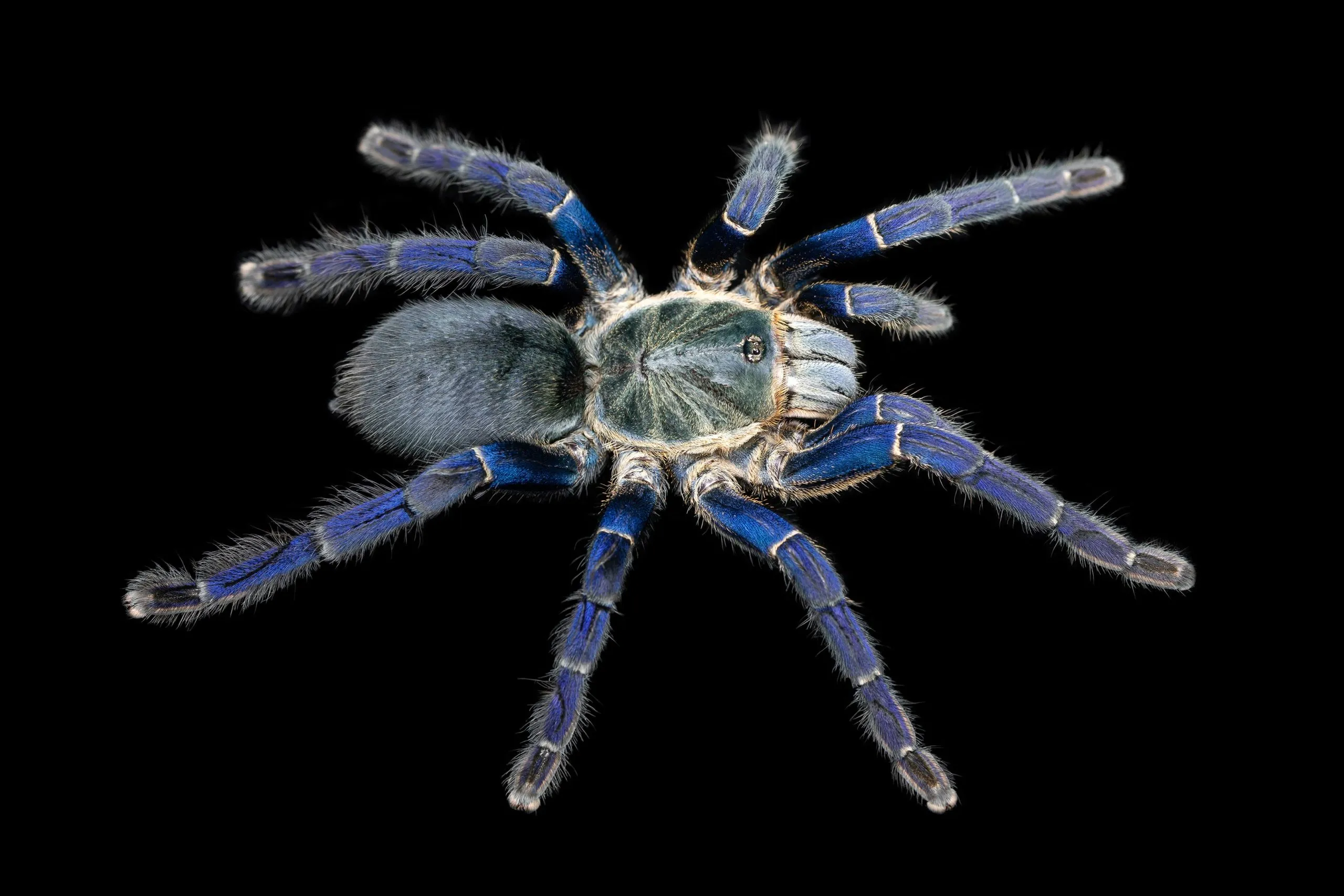 22573 blue tarantula habitat