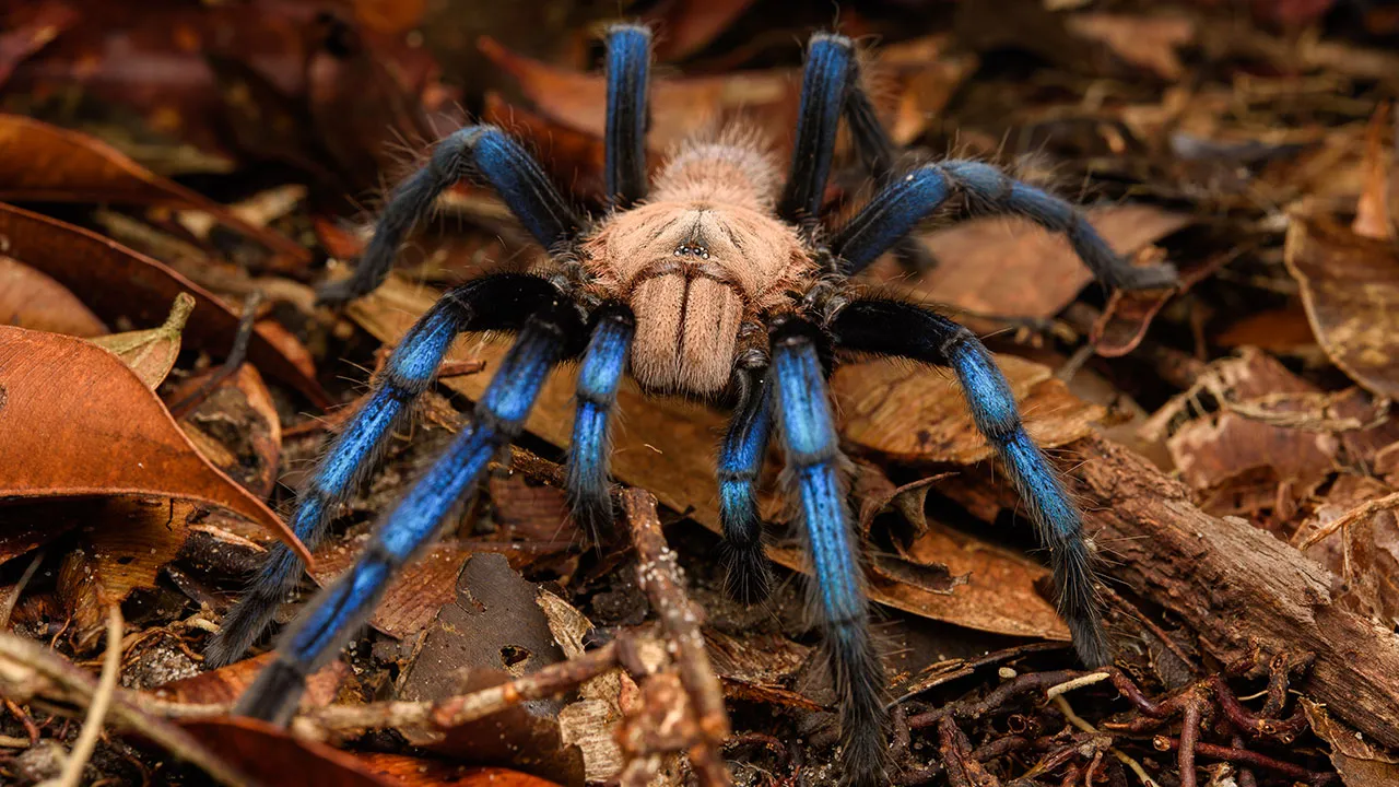 22573 blue tarantula handling