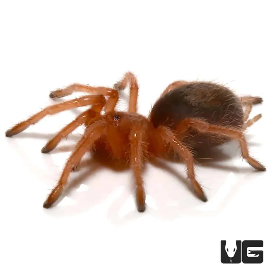 /img/22574-chilean-rose-tarantula-behavior.webp