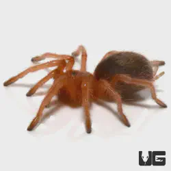 /img/22574-chilean-rose-tarantula-behavior.webp