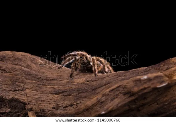 22574 chilean rose tarantula feeding