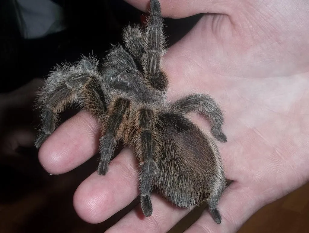 22574 chilean rose tarantula lifespan