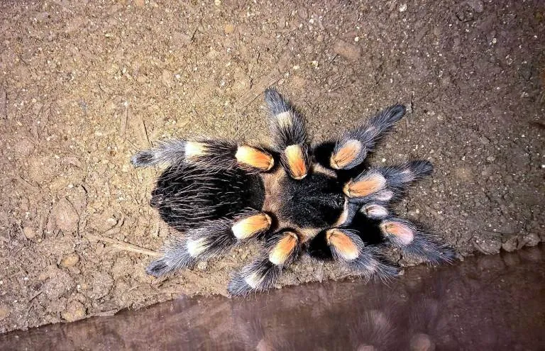 22575 tarantula feeding