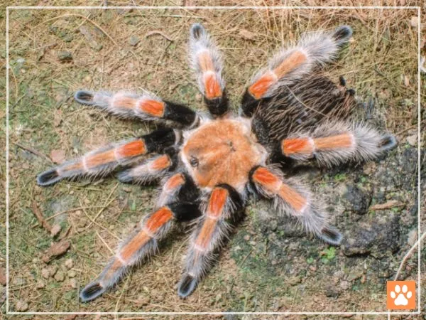 /img/22575-tarantula-reputable-breeders.webp