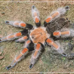 /img/22575-tarantula-reputable-breeders.webp