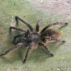/img/22576-tarantula-faq-india.webp
