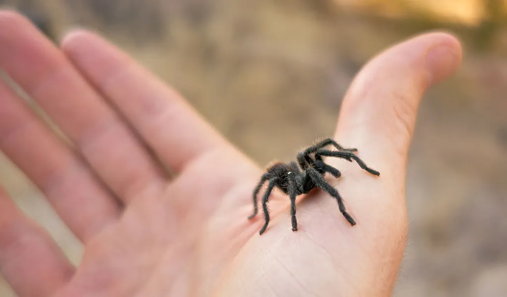 22576 tarantula substrate india