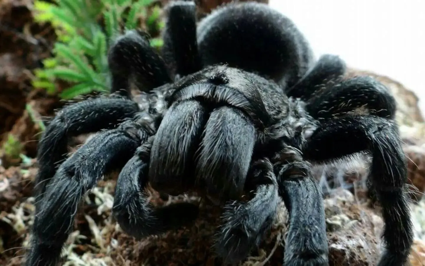 22577 tarantula close up