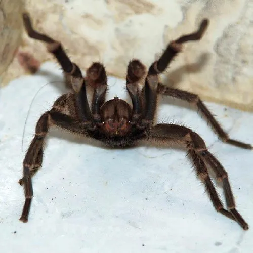 /img/22577-tarantula-ecosystem.webp