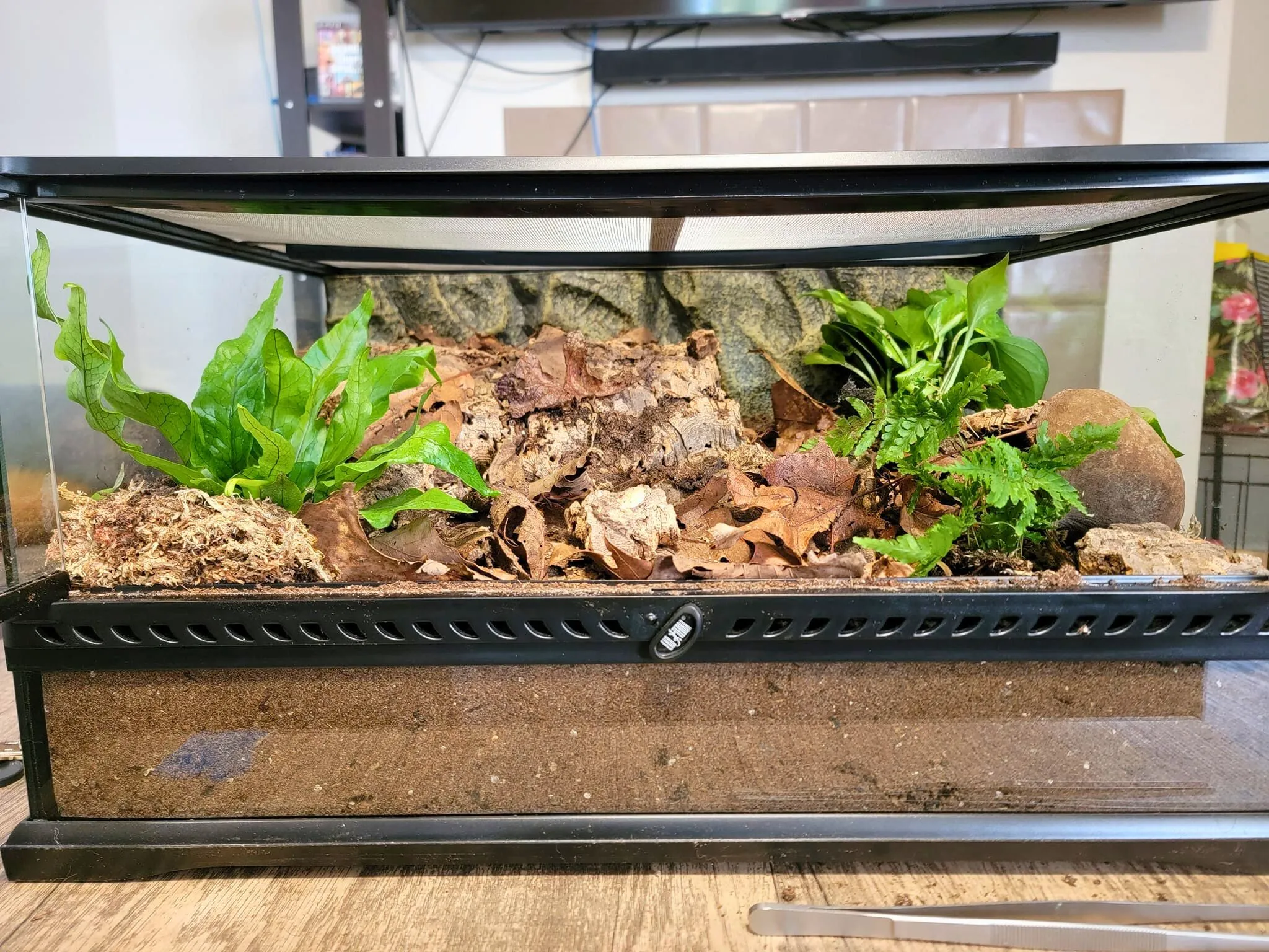 22578 tarantula enclosure decor