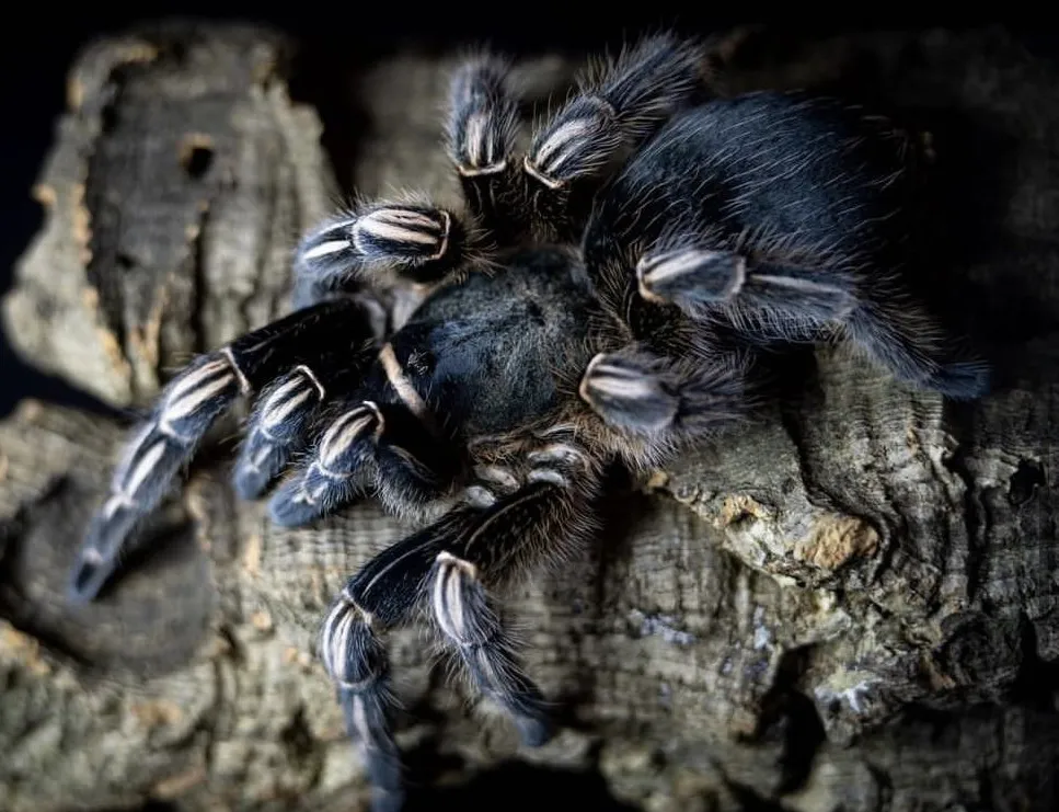 22579 costa rican zebra tarantula uk image 1