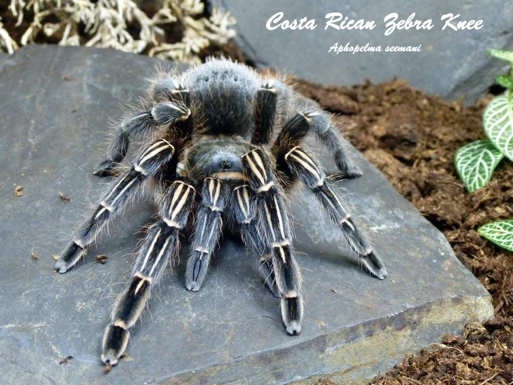 22579 costa rican zebra tarantula uk image 2