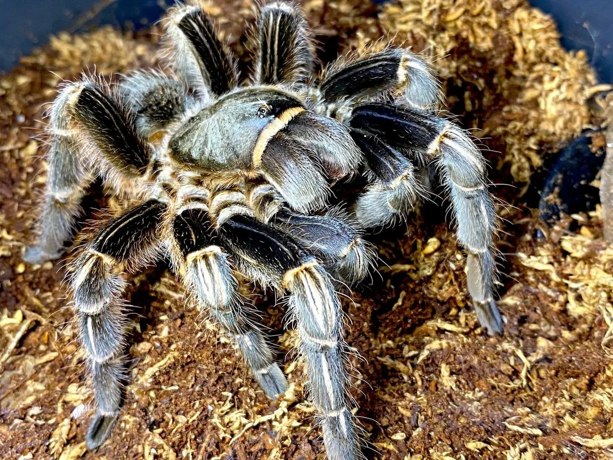22579 costa rican zebra tarantula uk image 3