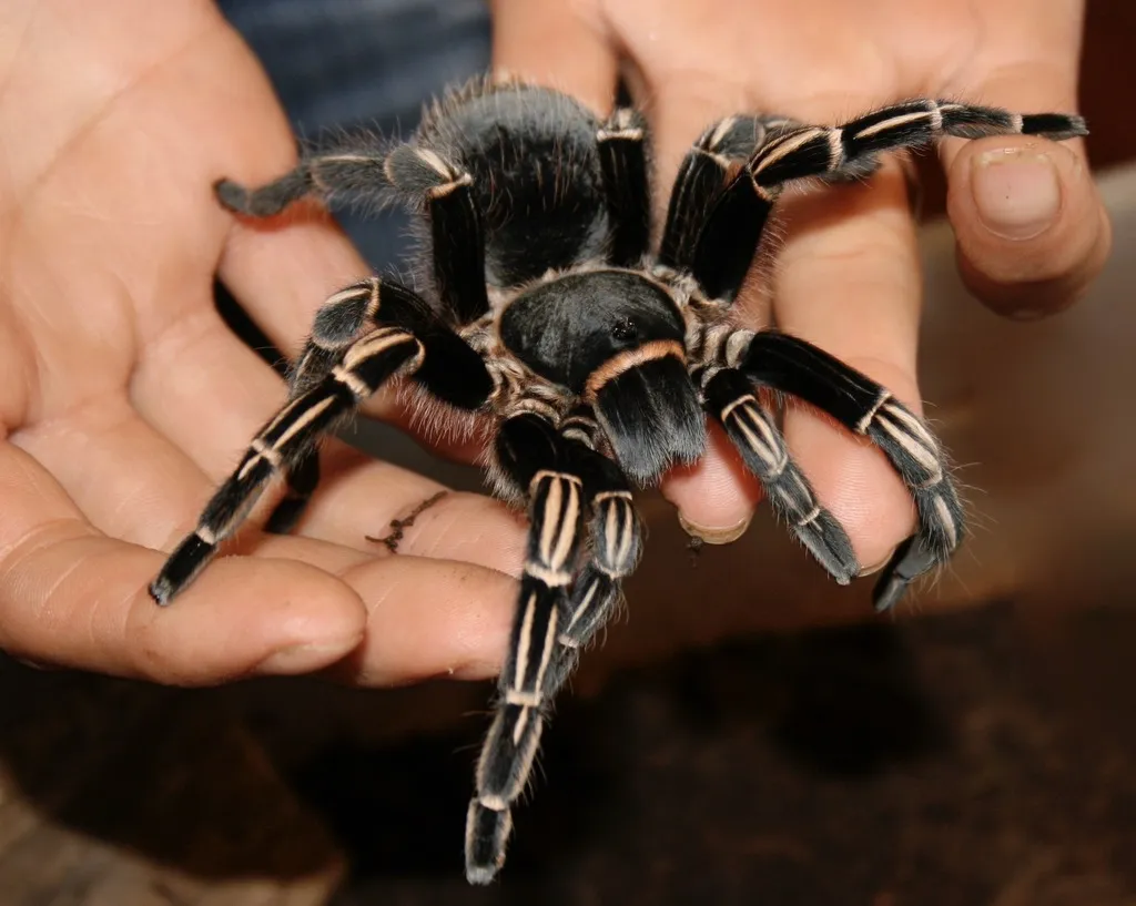22579 costa rican zebra tarantula uk image 4