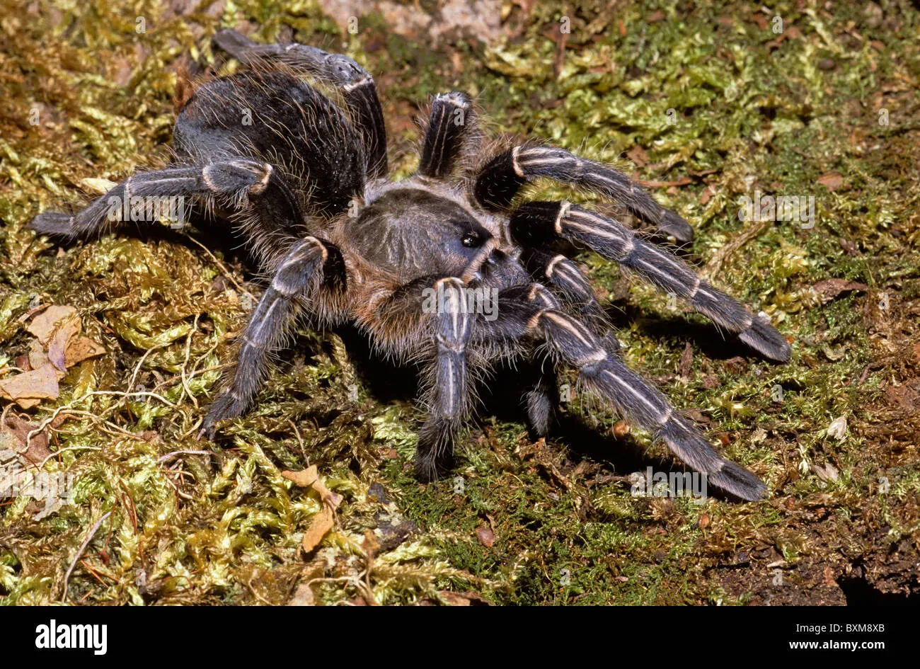 22579 costa rican zebra tarantula uk image 5