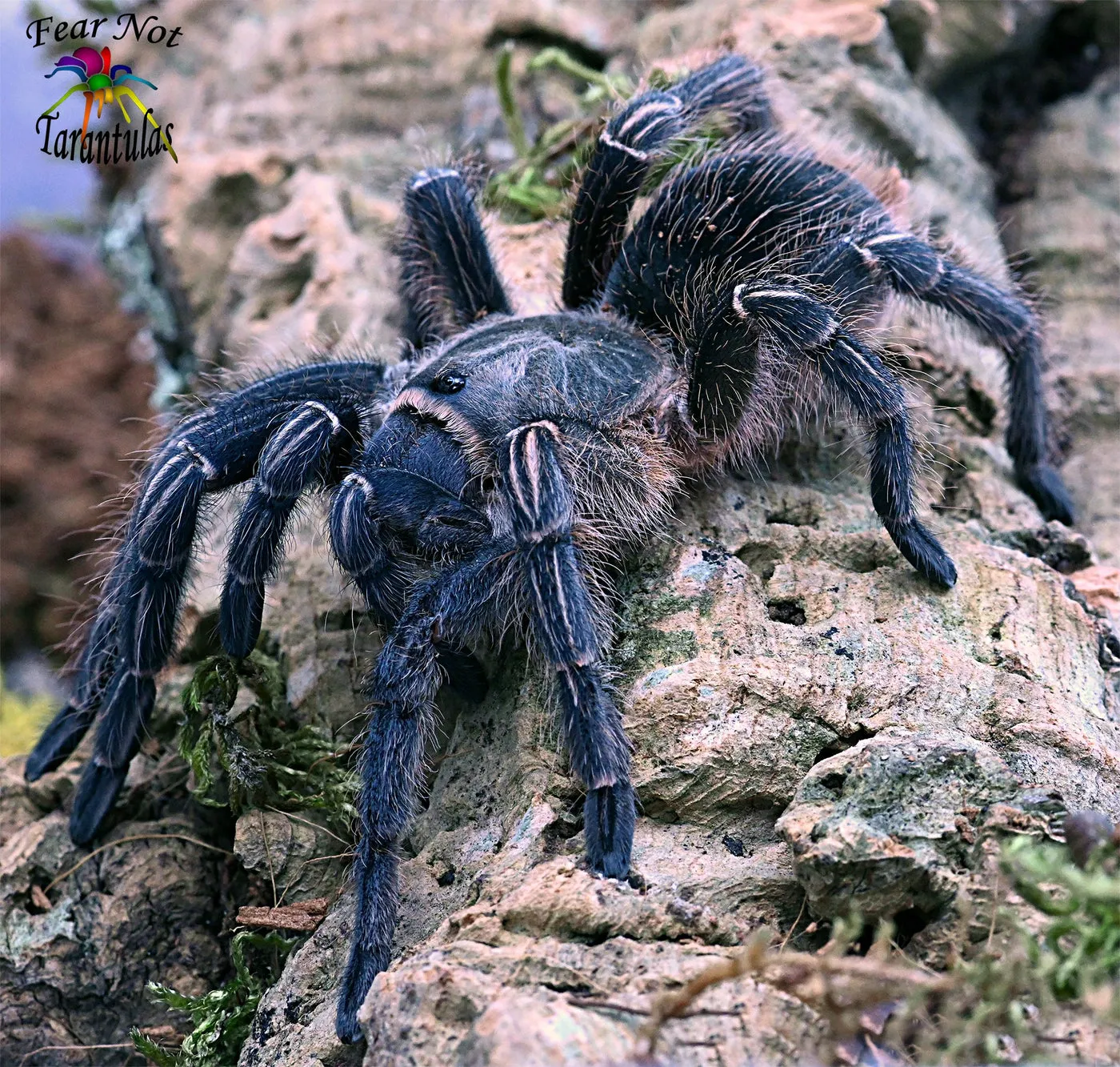 22579 costa rican zebra tarantula uk image 6