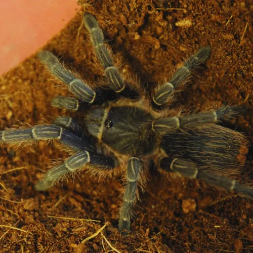 /img/22579-costa-rican-zebra-tarantula-uk-image-7.webp