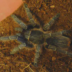 /img/22579-costa-rican-zebra-tarantula-uk-image-7.webp