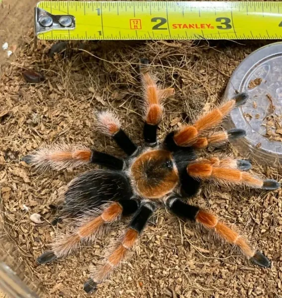 22580 redknee tarantula cost