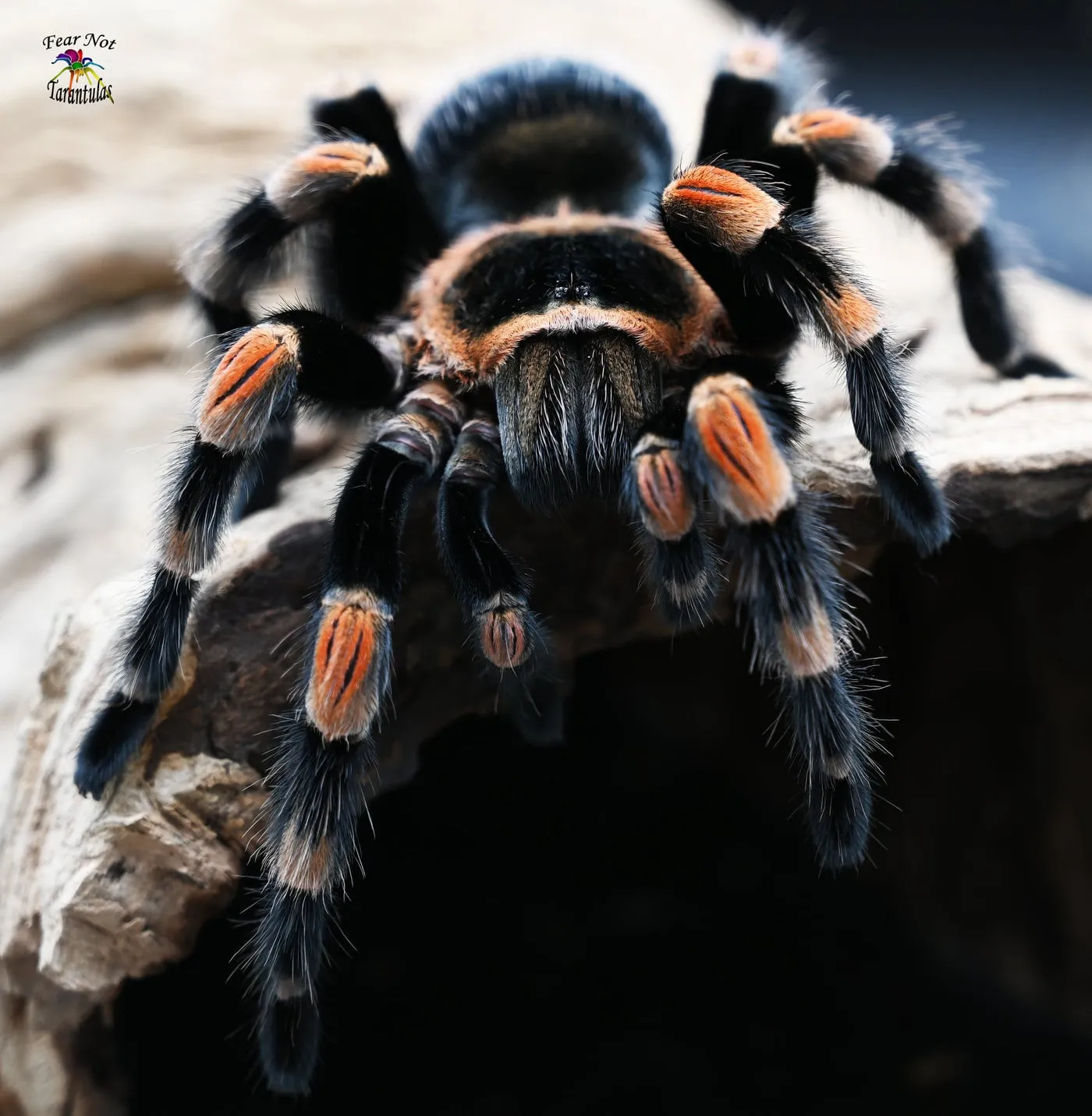 22580 redknee tarantula handling