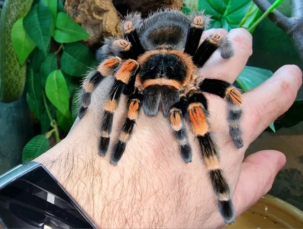 /img/22580-redknee-tarantula-ownership.webp