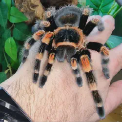 /img/22580-redknee-tarantula-ownership.webp