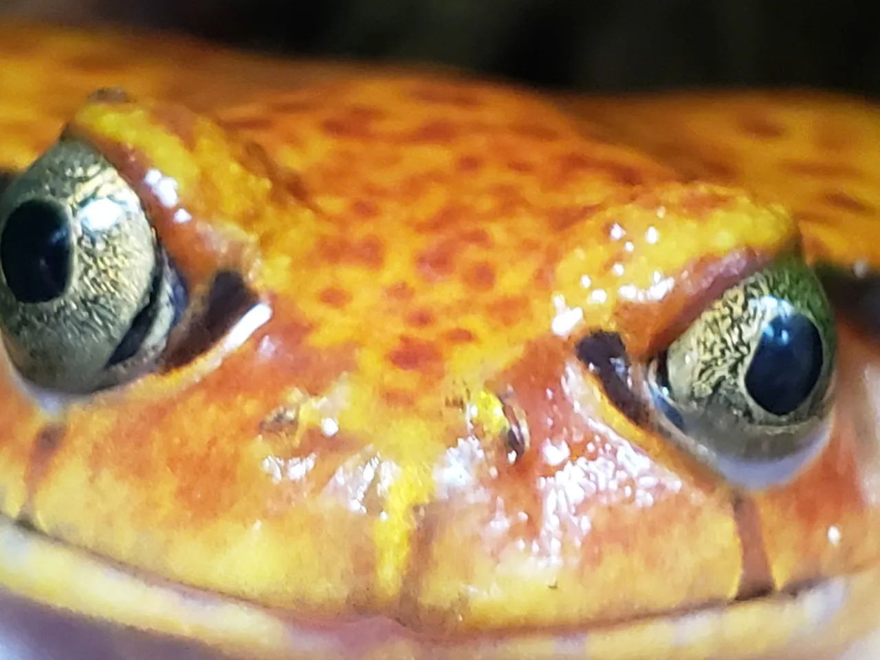 22581 tarantula ramen serving