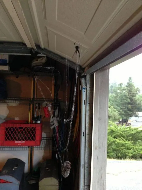 22582 widow spider vs tarantula 3