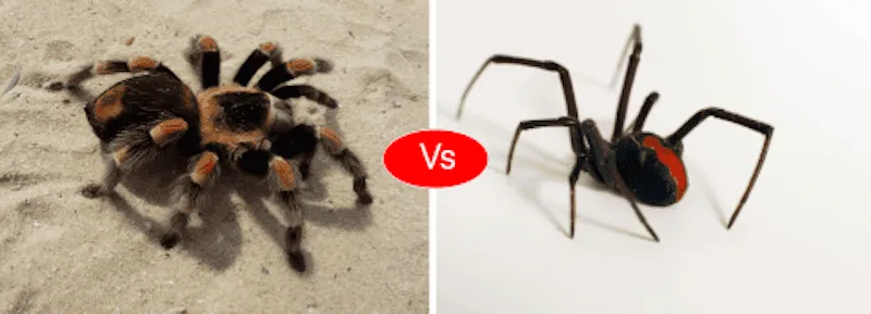 22582 widow spider vs tarantula 4