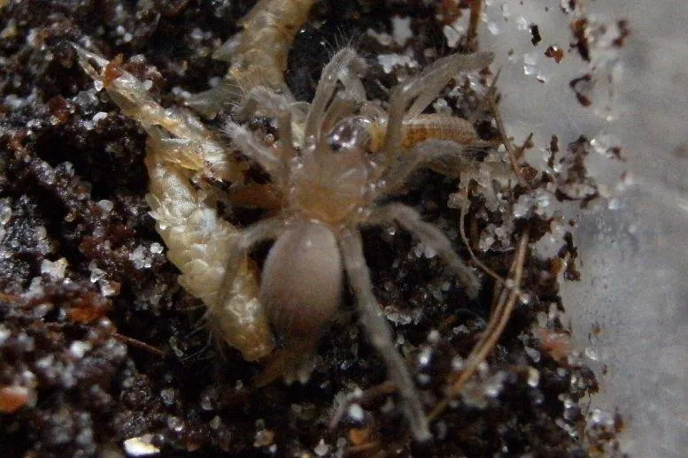 22583 tarantula feeding frequency 5