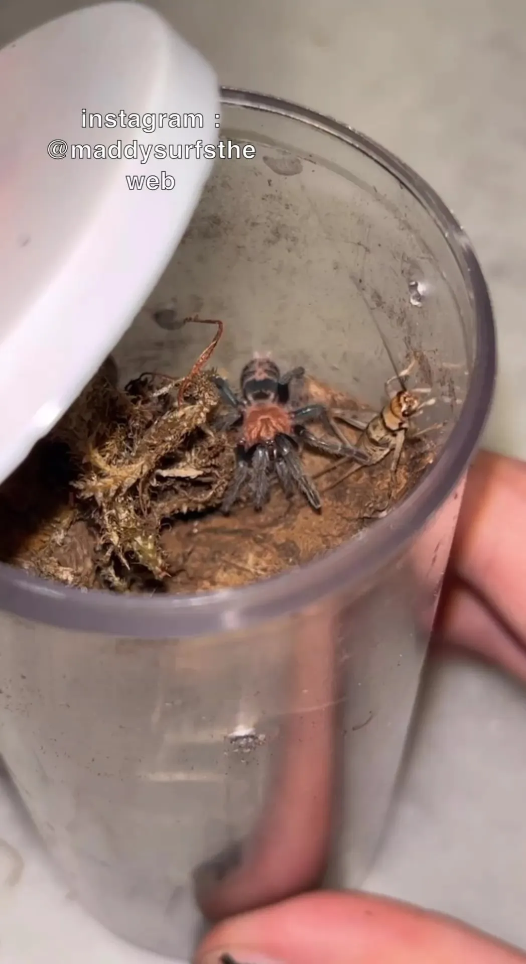 /img/22583-tarantula-healthy-8.webp