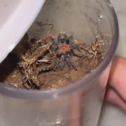 /img/22583-tarantula-healthy-8.webp
