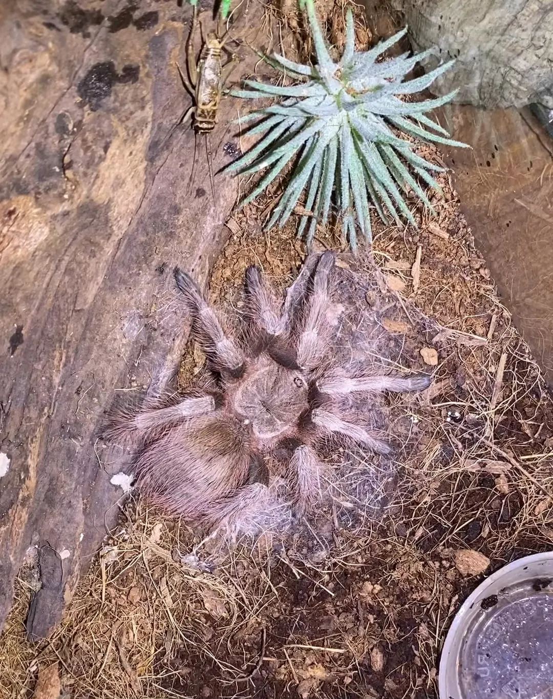 22583 tarantula uneaten food 7