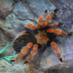 /img/22584-red-knee-tarantula-petsmart-healthy.webp