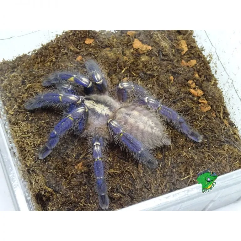 /img/22586-gooty-sapphire-tarantula-breeder.webp