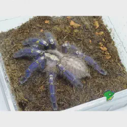 /img/22586-gooty-sapphire-tarantula-breeder.webp