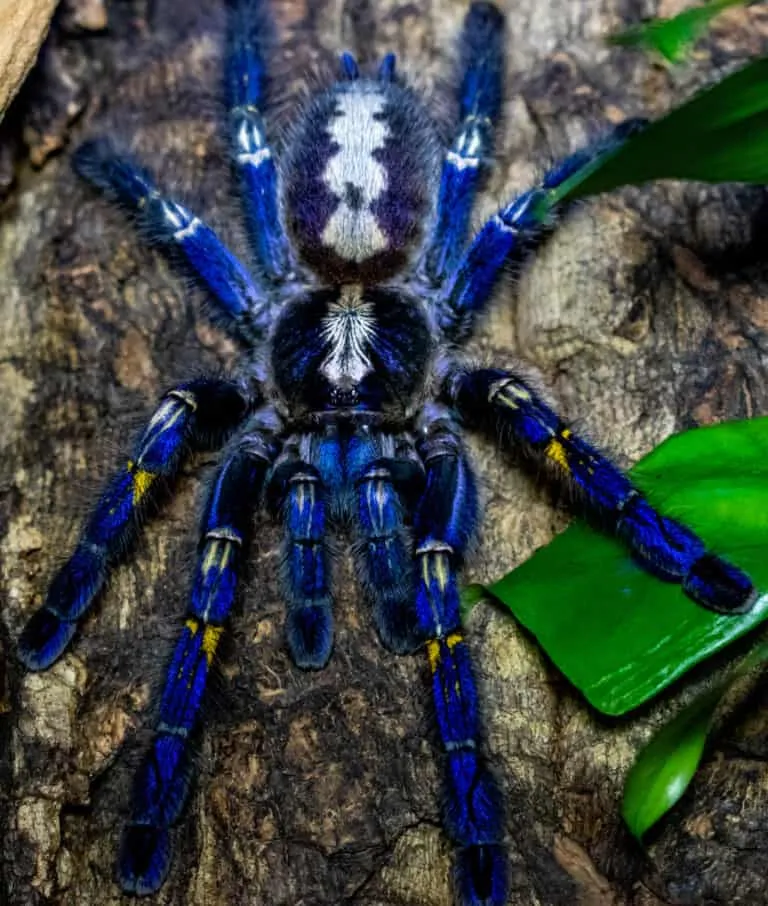 22586 gooty sapphire tarantula handling