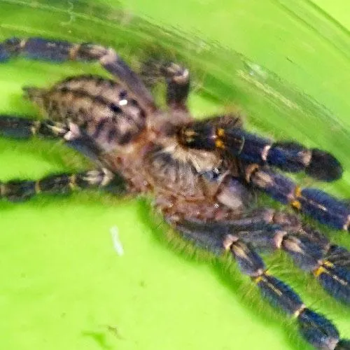 22586 gooty sapphire tarantula molting