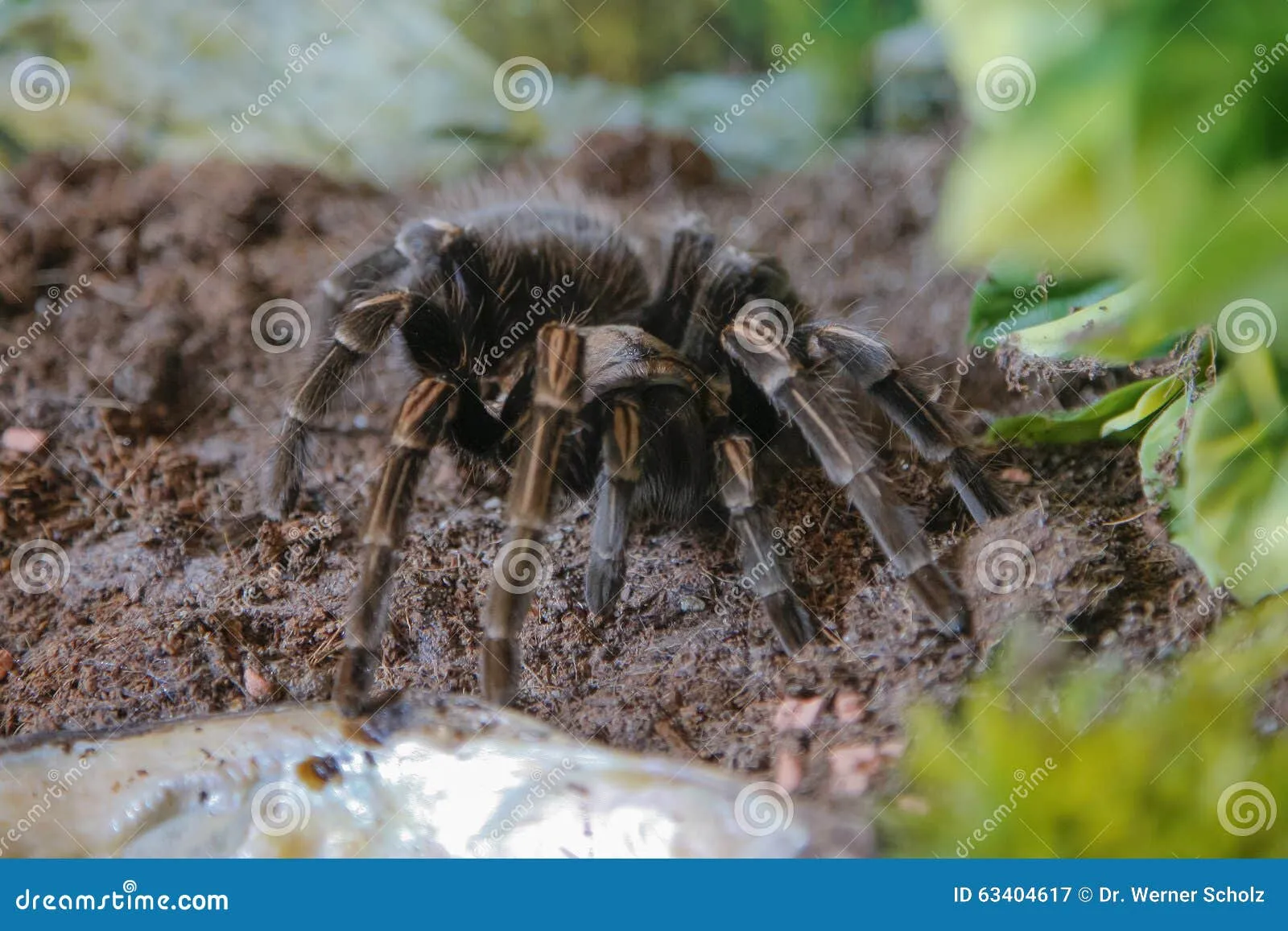 22588 musculosa tarantula close up