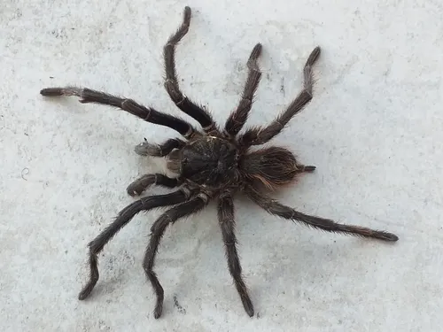 22588 musculosa tarantula feeding