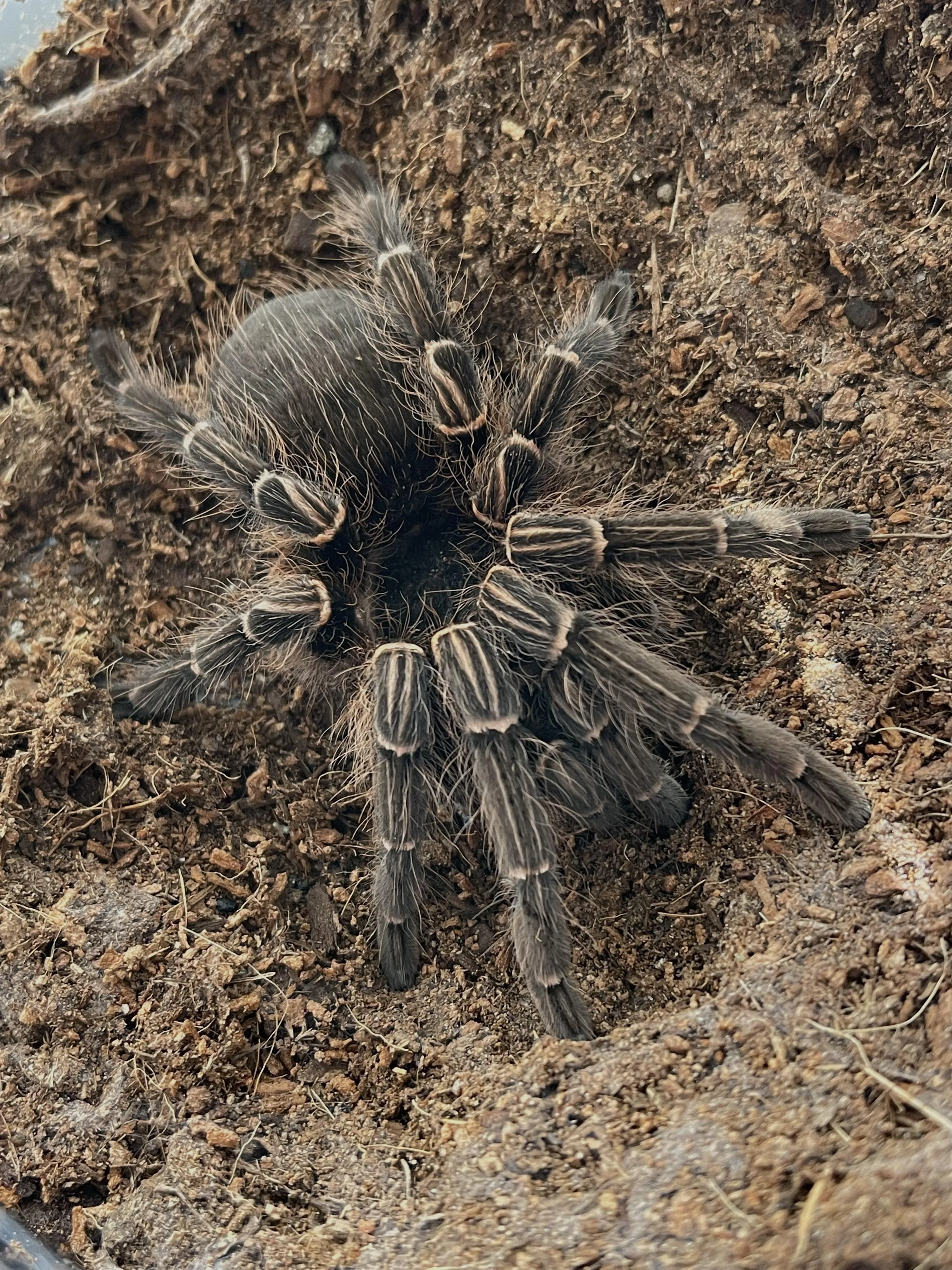 22588 musculosa tarantula habitat