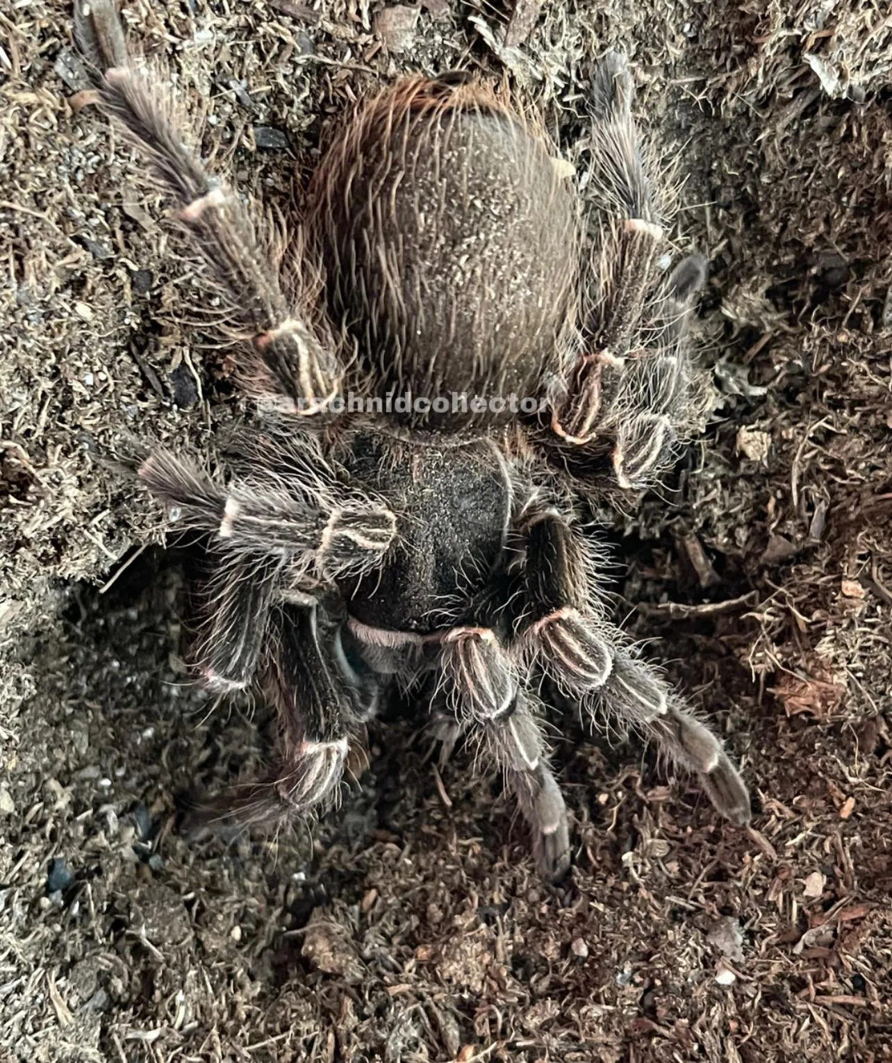 /img/22588-musculosa-tarantula-handling.webp
