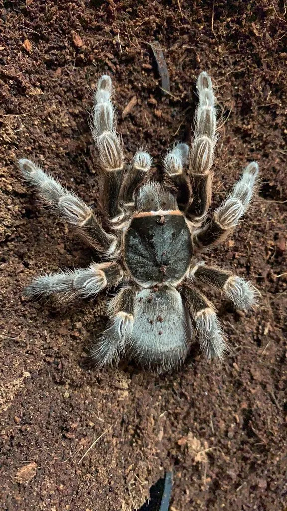 22588 musculosa tarantula molting