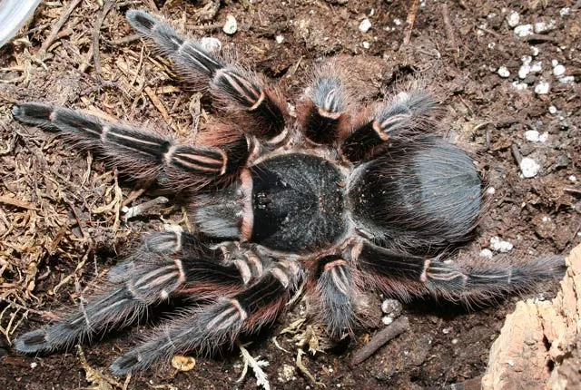 22588 musculosa tarantula spiderlings